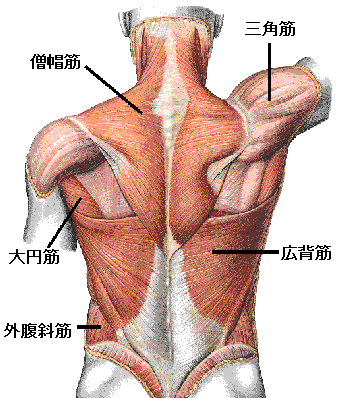 起 広 始 停止 背筋